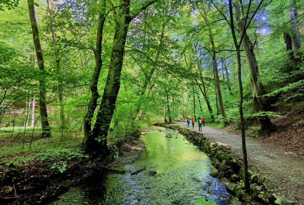 Unter dem Blätterdach durch die Maisinger Schlucht wandern